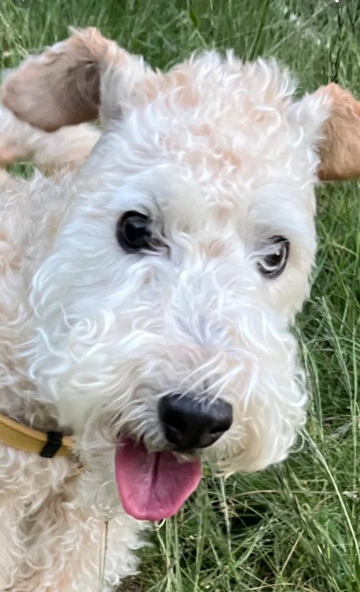 ZadenZane's tweet photo. ๐งธ๐็ชใๅบใ่ใฎ็ซๆๆฅใฎๅญ็พ๐๐งธ
It's #TongueOutTuesday and here's little Emma Lakie in close-up looking more like a woolly lamb than ever!
#cloudnose #fuzzybuzzle #lakelanddog https://t.co/knCjEqzvQy