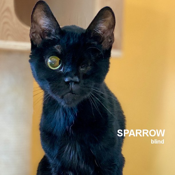 BLACK FRIDAY CAT! Sparrow is 9 years-old and very affectionate with people. He loves attention and pets. Other cats? Not so much. But only if they get in his way. So Sparrow would prefer to be an only kitty.
#snapcats #snap_cats #lukiehouse #blackcatfriday #blackcats #blackcat