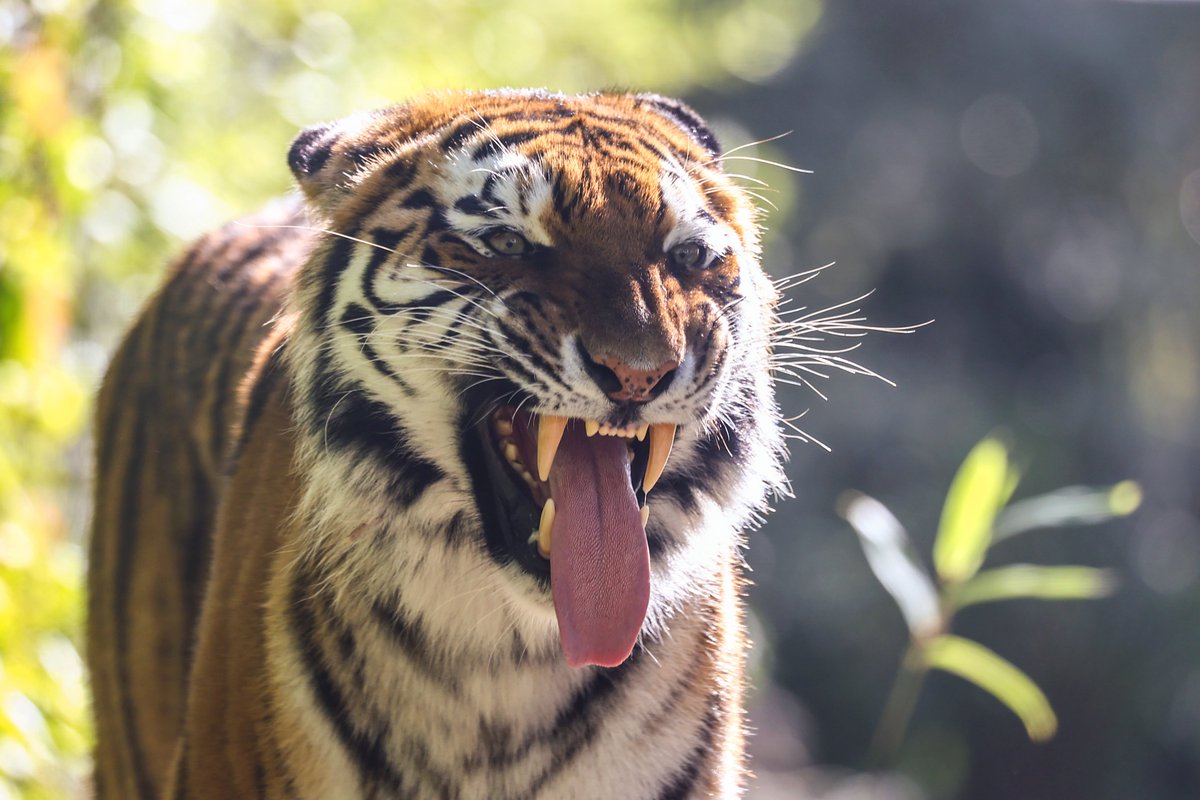Az_Edwards's tweet photo. Here's a few pics taken in the last couple of months πΈπ¦π
πΌπ’πππ
(It's not motorsport π²π)
#marwellzoo #longleat #bealepark #nfwildlifepark #lovewildlife #zoophotography #redpanda #lion #tiger #canonphotography https://t.co/8wAgEq6Bfw
