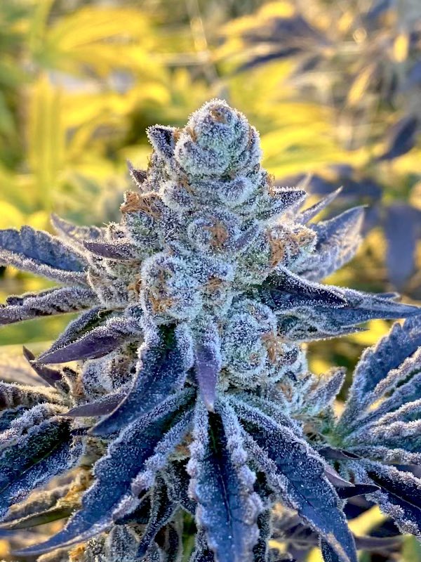 Something are just pretty!

Kudos to the farmers!

#cannabisindustry #cannabisculture #women #womenincannabis #farmer #farmersdaughter #marijuana #WomeninBusiness #womeninconstruction <a href="/rudmoraless/">Rud Morales</a>
