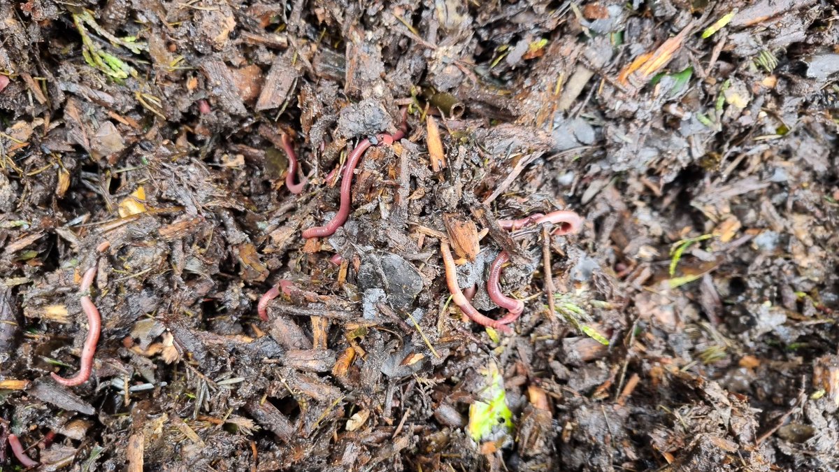 WatercressQueen's tweet photo. #Winterwatch Our worms. Feeding on food waste, turning it to amazing compost on our aquaponics farm.
https://t.co/eqXTcQhgGn https://t.co/ijsGYhSQKz