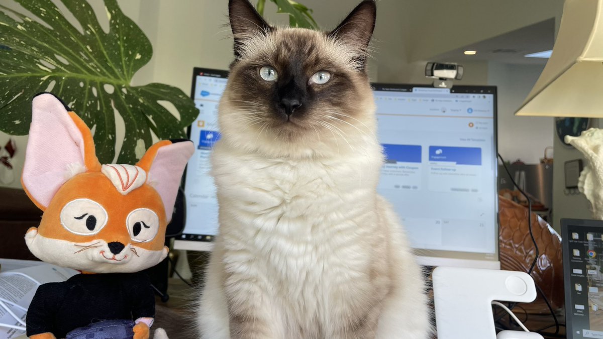Brandy Chi tweet media