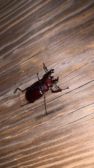 Here are a few faves that I have found, always excited to see a nice bug 