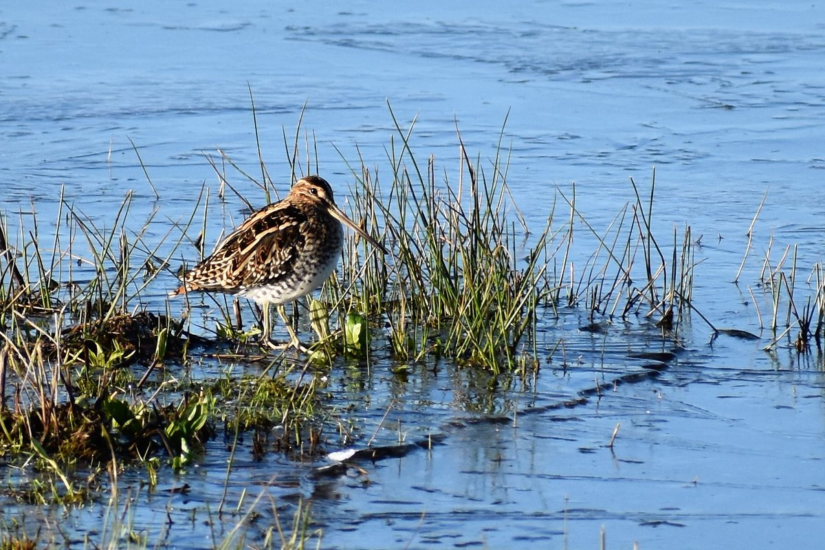 Snipe <a href="/RSPBPulborough/">RSPB Pulborough Brooks</a>