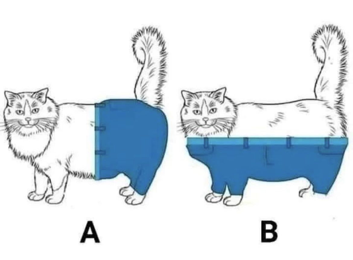 How should cats wear pants? A? Or B? #B