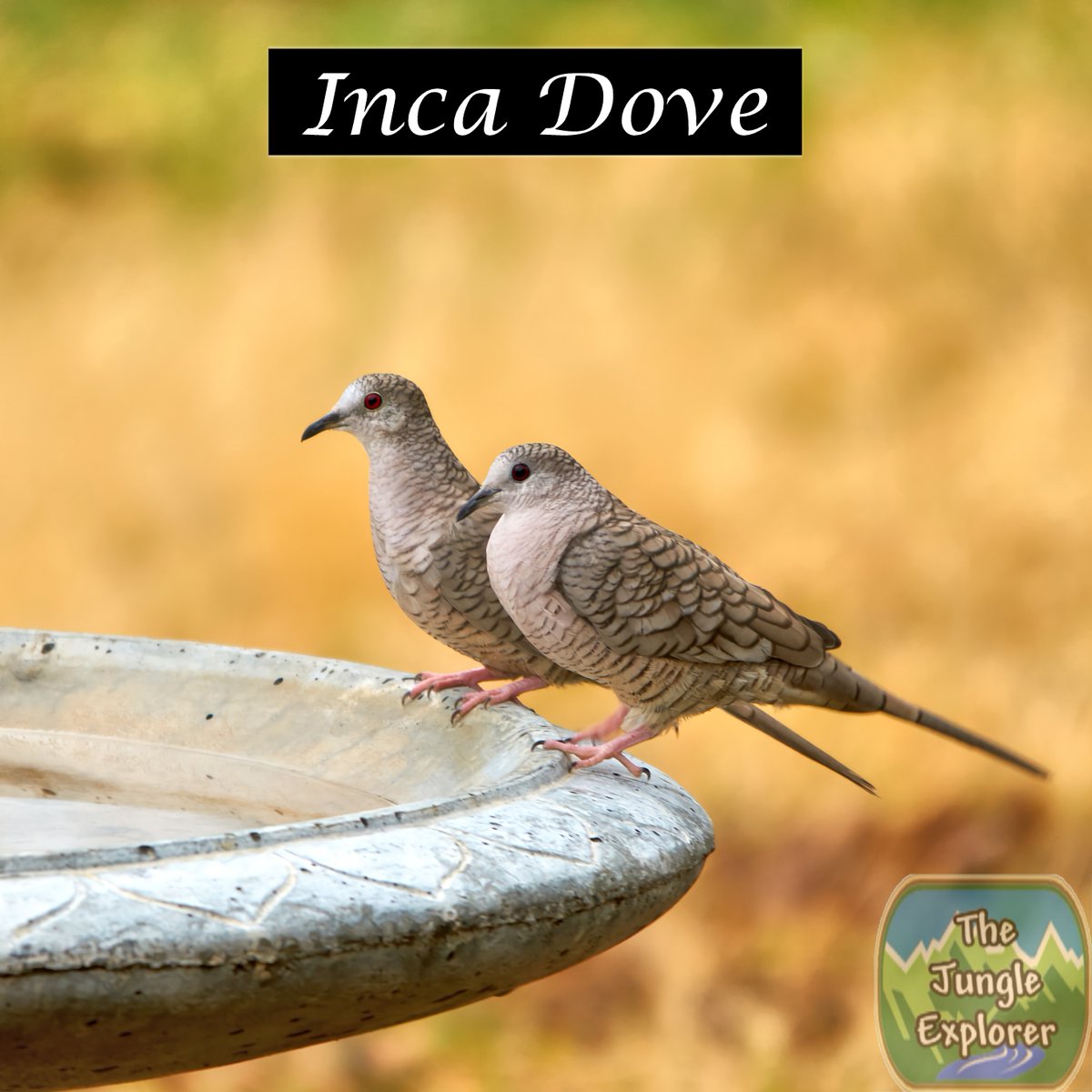 TheJungleExplo1's tweet photo. TGIF!  Right guys?  You know it!  Here's wishing you all a great weekend.  Have fun and stay safe.  See you on Monday.

Bird of the Day! 

Inca Dove 

https://t.co/Ex7awtYSbF

#nature #naturephotography #birds #birdingphotography #birding #jungleexplorer #thejungleexplorer #Texas https://t.co/lR35URzQfk