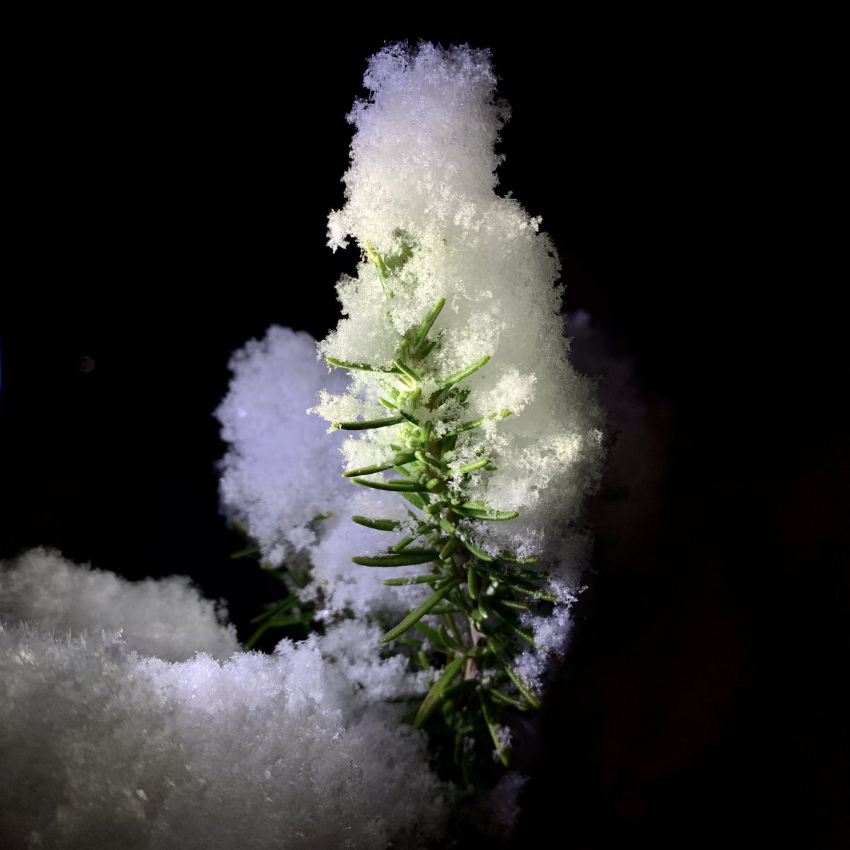 Rosemary with a snow cap

#betthupferlbild mal wieder