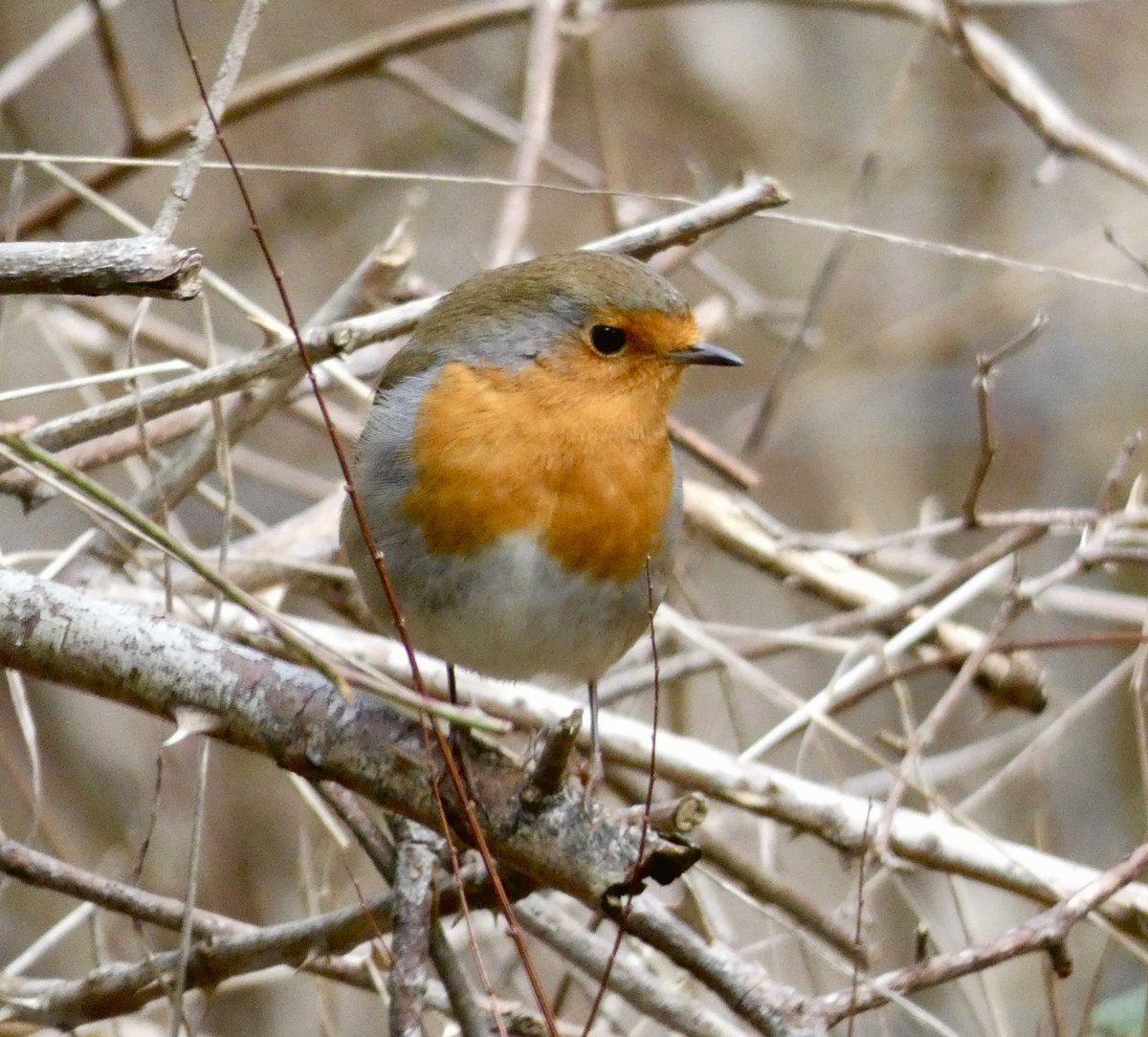 Beady eyed little Robin chap looking for bite to eat .. #robin #robinredbreast #redbreast #britishbirds #bbowt @bbowt #chilternnature #chilterns @chilternsights #winterbird #frostyday #beadyeye #warburgnaturereserve #warburg #bix @stonorvalley  #stonor #assendonvalley