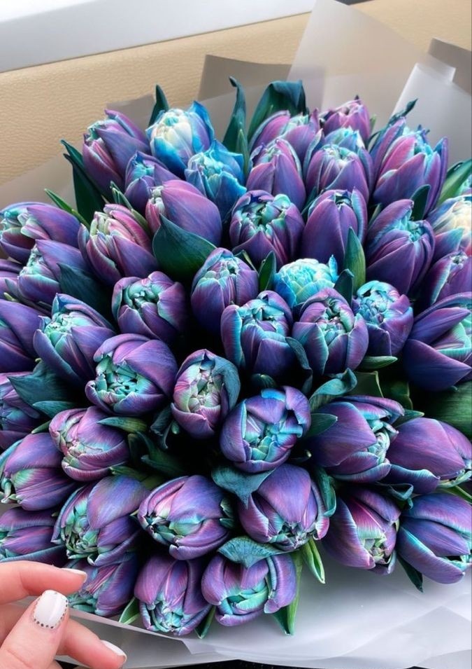 stephaniash777's tweet photo. Me acabo de enamorar de los tulipanes lilas y azules, dios mío son tan perfectos 🥹 https://t.co/tVbghvY9kK