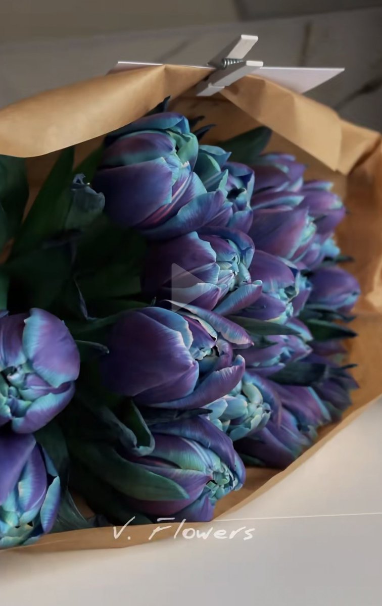 stephaniash777's tweet photo. Me acabo de enamorar de los tulipanes lilas y azules, dios mío son tan perfectos 🥹 https://t.co/tVbghvY9kK