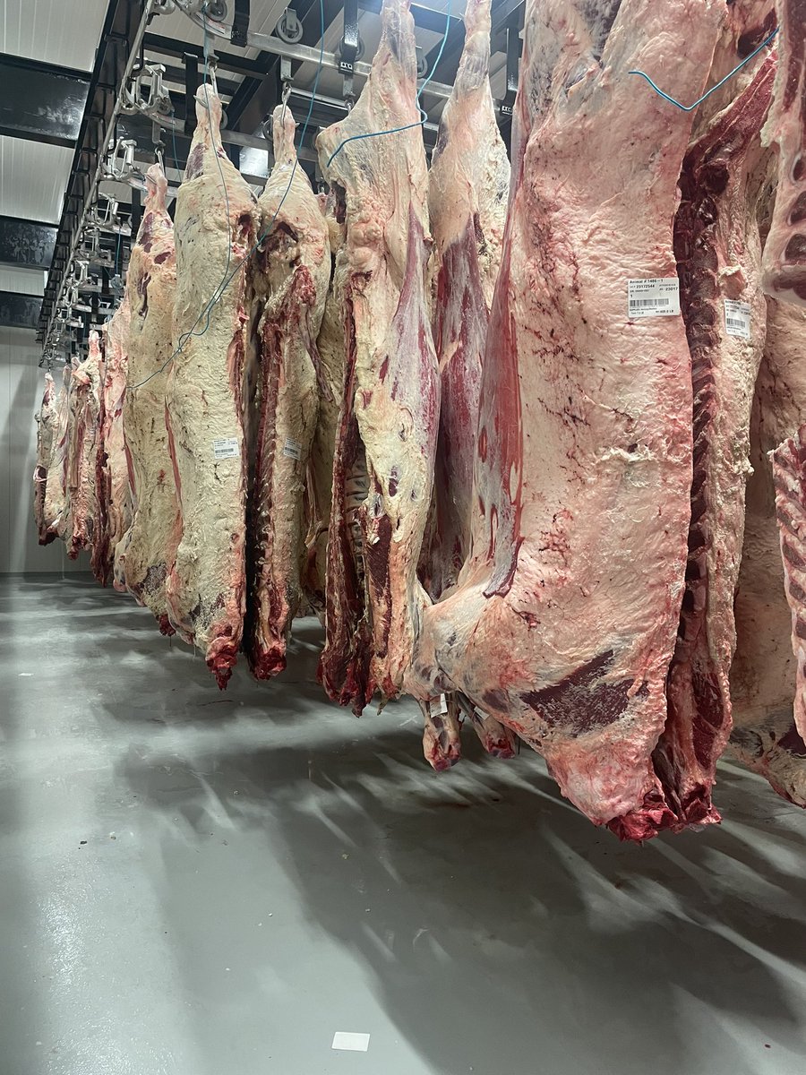 jim hertzog (@mokanjim) on Twitter photo Absolutely beautiful Beef headed to <a href="/sgcfoodservice/">SGC Foodservice</a> from <a href="/HertzogMeatCo/">Hertzog Meat Co.</a> #dryaged14days taste the difference Absolutely beautiful Beef headed to <a href="/sgcfoodservice/">SGC Foodservice</a> from <a href="/HertzogMeatCo/">Hertzog Meat Co.</a> #dryaged14days taste the difference