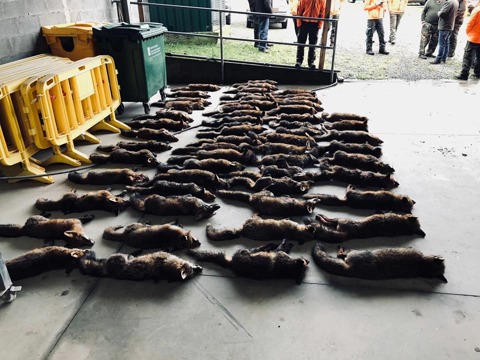 LoboXXIorg's tweet photo. Debemos parar los campeonatos de caza de zorros en Galicia. Mañana le toca a Pontevedra. Hasta cuándo esta masacre señores de @Xunta #NoALaCaza #ZorroVivo https://t.co/DMxHO2PR5W