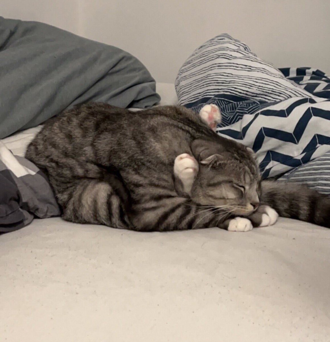 gatos fazendo gatices tweet media