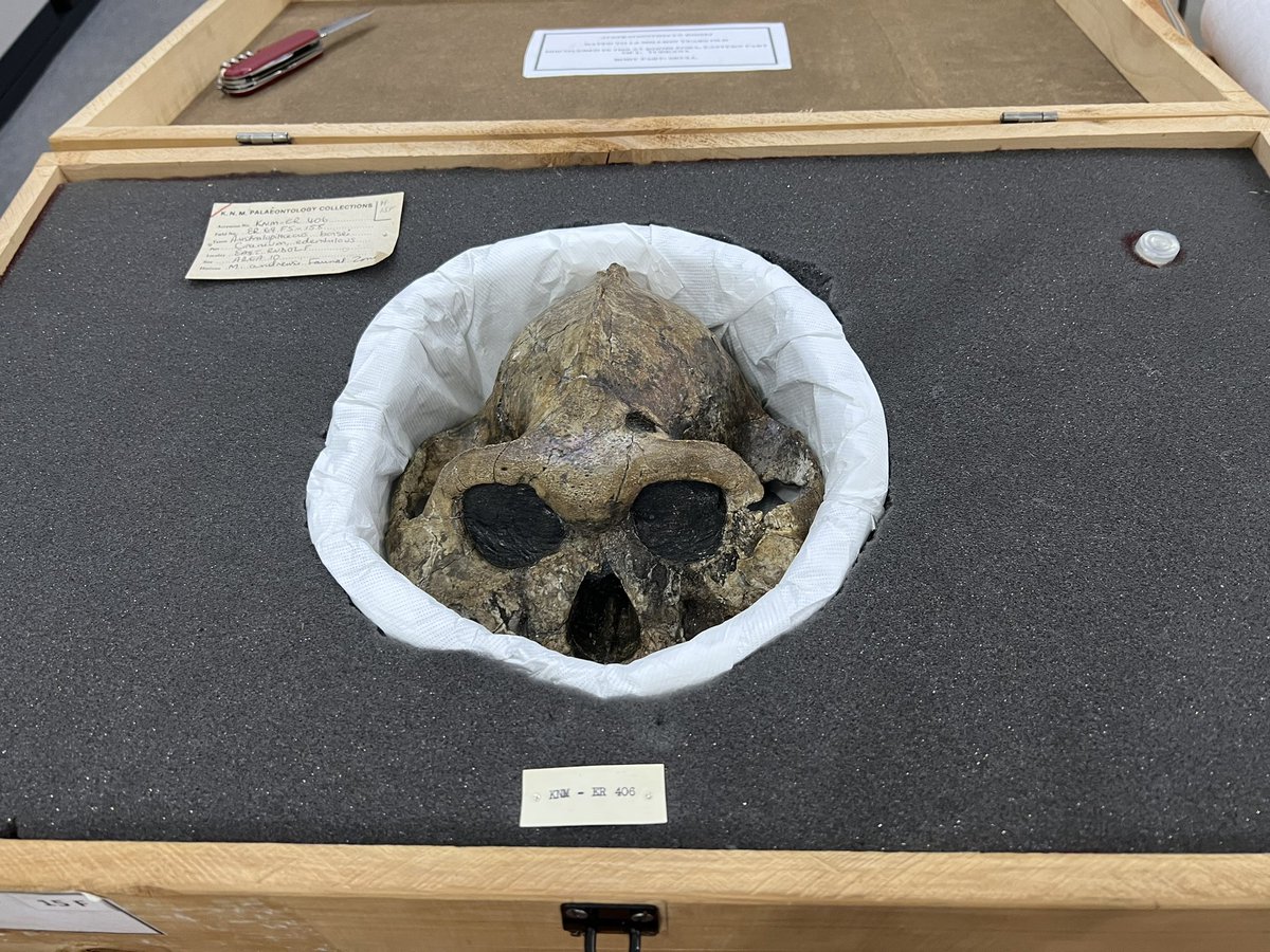 KNM-ER 406 in its new box 🤩🤩🤩 #FossilFriday @museumsofkenya