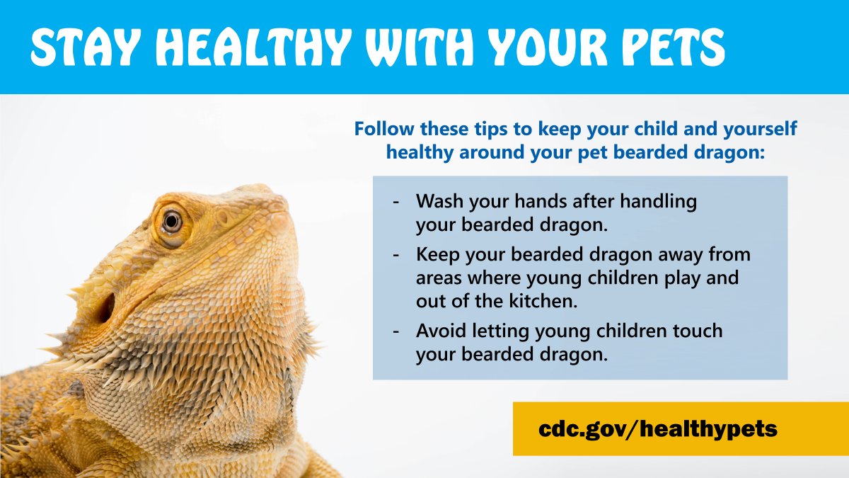 OUTBREAK UPDATE: 32 sick in 20 states from contact with bearded dragons. Half of sick people are younger than 5 years old. Don’t allow bearded dragons to roam in areas where your baby or young children crawl and play. bit.ly/3yLMqaz