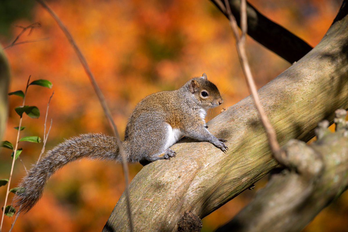 On #SquirrelAppreciationDay we would be remiss if we did not shout out the infamous LSU squirrels. 💜💛