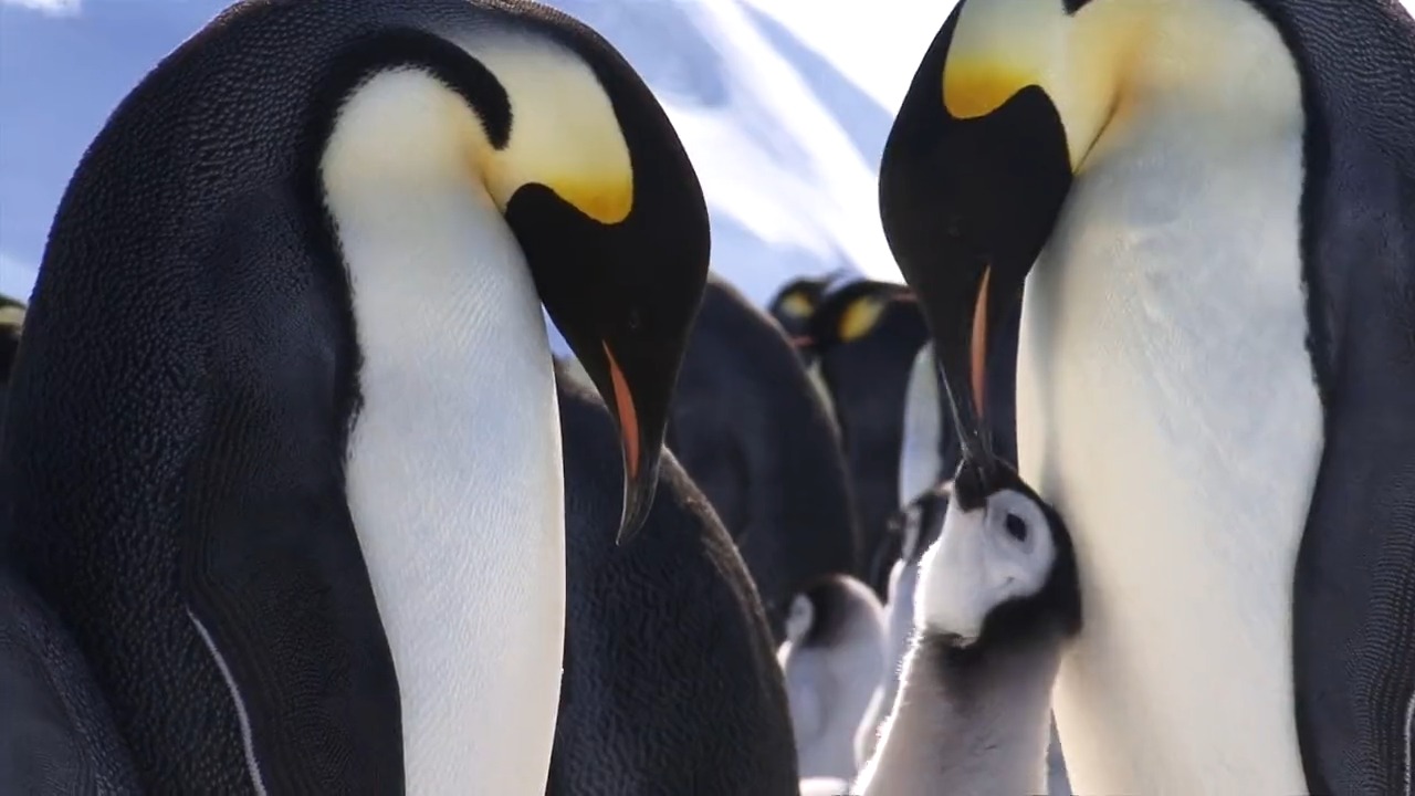 Animal Planet on Twitter: Animal Planet on Twitter: