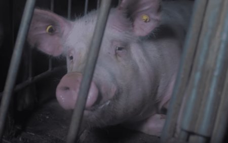 _gozei__'s tweet photo. 🚨ALERTA: Porco é preso no sul do Afeganistão por comer um bacon. https://t.co/Ou5aqgXo6b