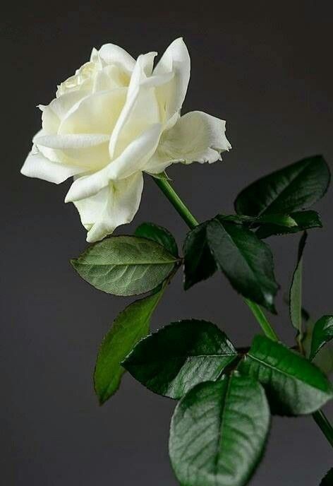 KoNine68425726's tweet photo. @Sumanjoshi356 https://t.co/BtLynyBVhL