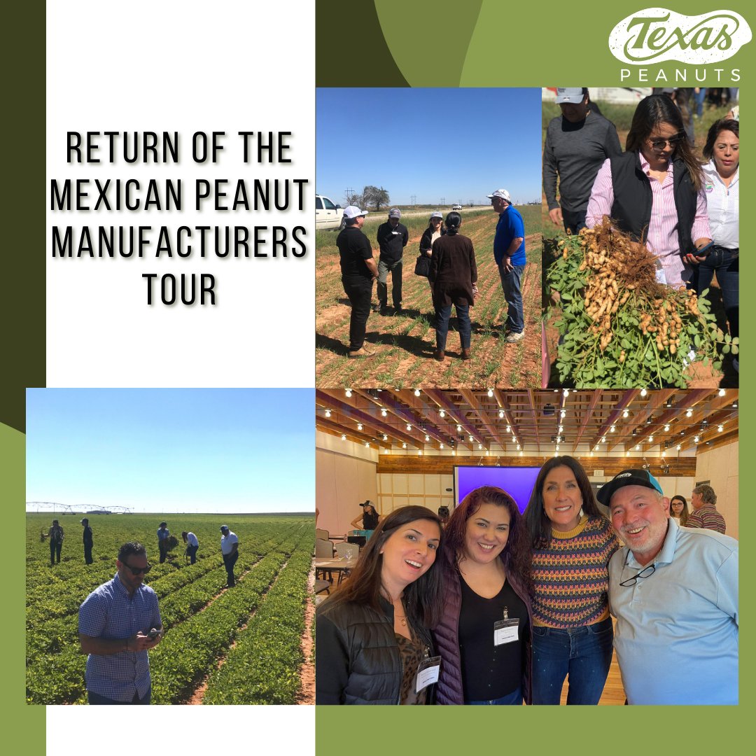 The Mexican Peanut Manufacturers were eagerly welcomed back for a tour of shelling facilities and peanut fields after a two-year break due to the pandemic. For more information on the tour, visit the link below. ow.ly/RLRN50MwcMT • • • #TexasPeanuts #ManufacturersTour