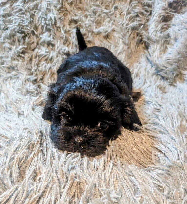 ikassak's tweet photo. Teacup shihpoos all girls , 4 available , ready 02/07/23. https://t.co/5fXMTHv8yM