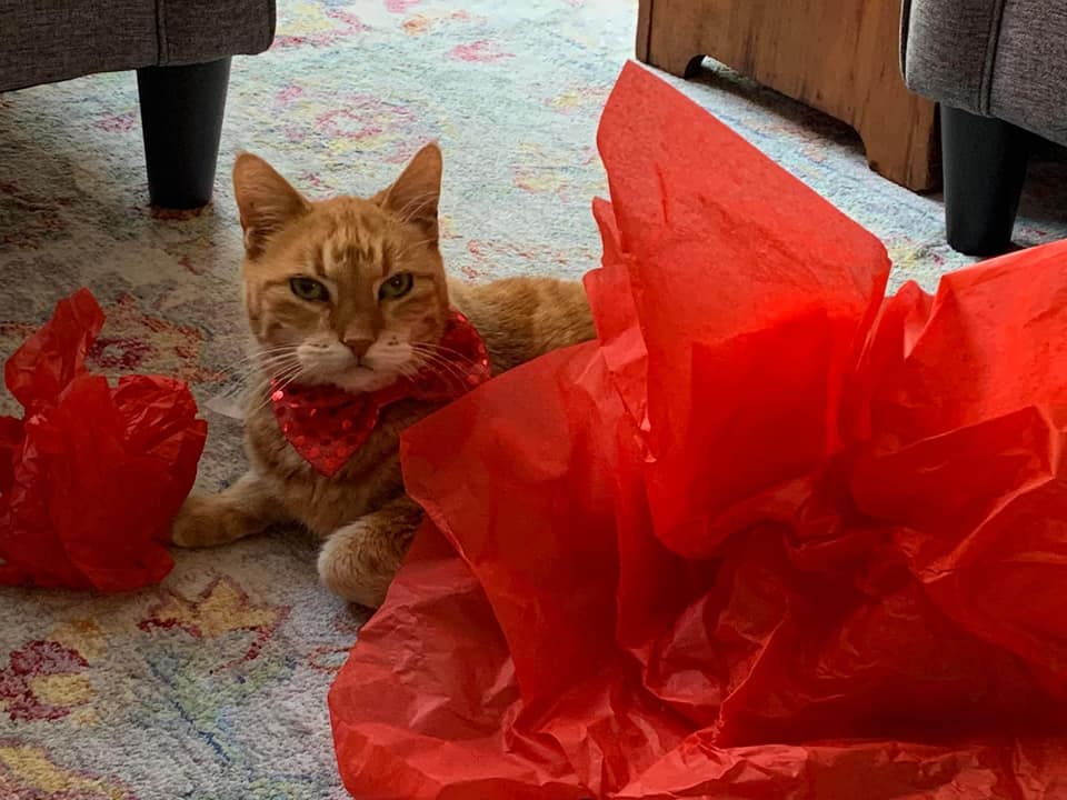 Remembering our beloved furiend <a href="/BoomieTheCat/">x</a> tonight. His sisfur Ollie also went OTRB a few weeks ago so we're sending their Mom a double dose of #comfortingpurrs #healingpurrspawty PurrpurrPurrpurrPurrpurrPurrpurrPurrpurrPurrpurrPurrpurrPurrpurrPurrpurrPurrpurrPurrpurrPurrpurr