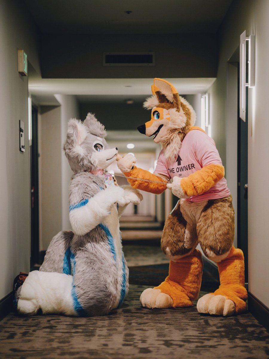 Good master deserve a good puppy

🐕 @Shikokubo 
📸@pup_hurx_click