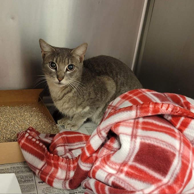 PeterAskin1's tweet photo. Supreme emergency for tabby girl kitty "Stumpalina"
(a cruel name) at PVAS in #EdinbergTX who has a missing right hind paw with bone exposure! They plan to kill her today 01/20 at 6:30 p.m. but we can stop this! Pledge for rescue! BEYOND LAST CALL!
rescue@pvastx.org ๐ https://t.co/jzqs7slzIx