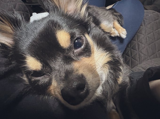 チワ犬彼女みたいにべったりでLOVEだぜ 