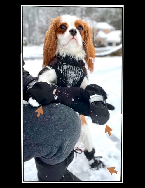 Snowdog Glacier reporting for duty!  All of my fluff ... is covered up ... to be outside in this white stuff! Gotta love a snowday! -❤️Glacier❄️ #cavpack #cavalierkingcharlesspaniel #dogsoftwitter #DogsonTwitter #snowdays #dogboots @CanadaPooch