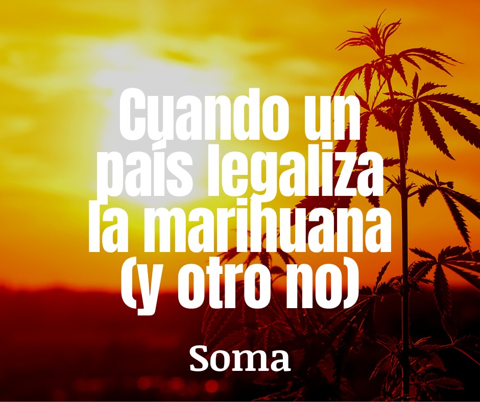 proyecto_soma's tweet photo. Durante décadas, el cannabis fue uno de los cultivos ilícitos más rentables en diversas zonas rurales de México para las organizaciones narcotraficantes. Pero con la legalización de la marihuana en EE.UU. la demanda de marihuana mexicana cayó. https://t.co/HebUMdT68m