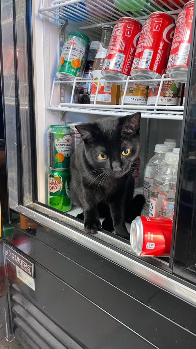 Bodega Cats (@Bodegacats_) on Twitter photo 2023-01-20 22:31:30