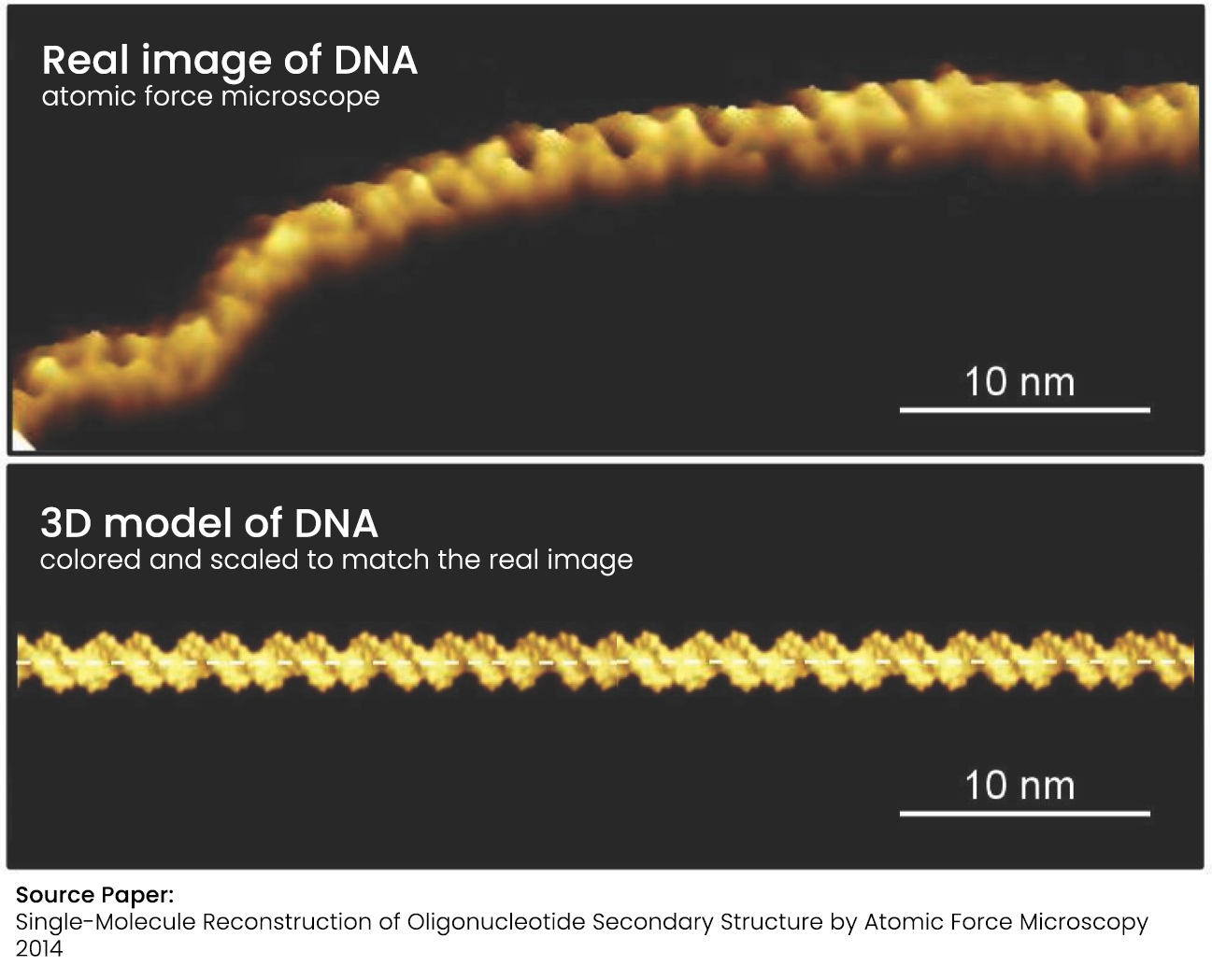 Real Dna Photo