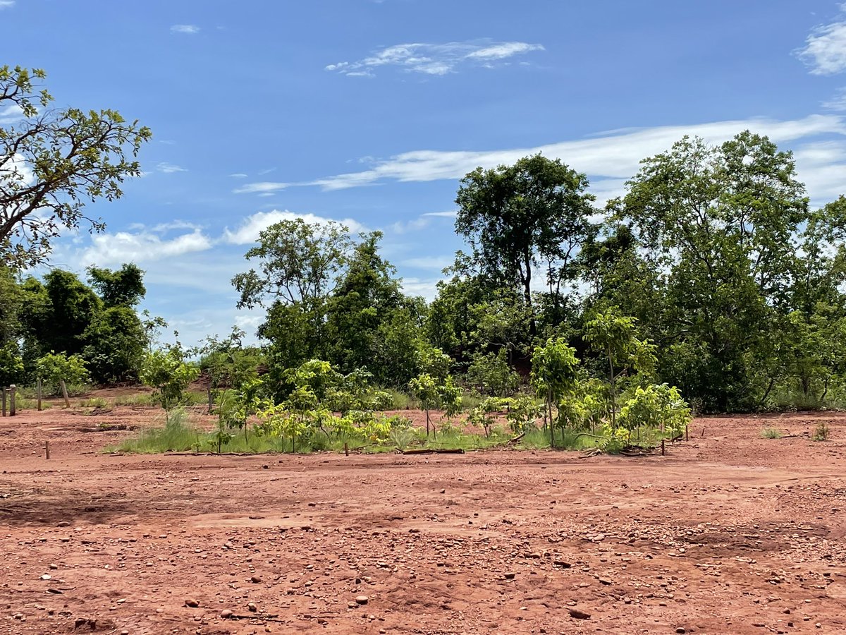 Anna Abrahão (@anna_abrahao) on Twitter photo Last week we visited Katia Maltoni’s experiment in #ecologicalrestoration <a href="/unespfeis/">unesp.feis</a> that had their soils removed for the construction of the hydroelectric power plant almost 60 years ago. With only subsoils left, nothing grew before the pilot restoration project! Exciting! Last week we visited Katia Maltoni’s experiment in #ecologicalrestoration <a href="/unespfeis/">unesp.feis</a> that had their soils removed for the construction of the hydroelectric power plant almost 60 years ago. With only subsoils left, nothing grew before the pilot restoration project! Exciting!