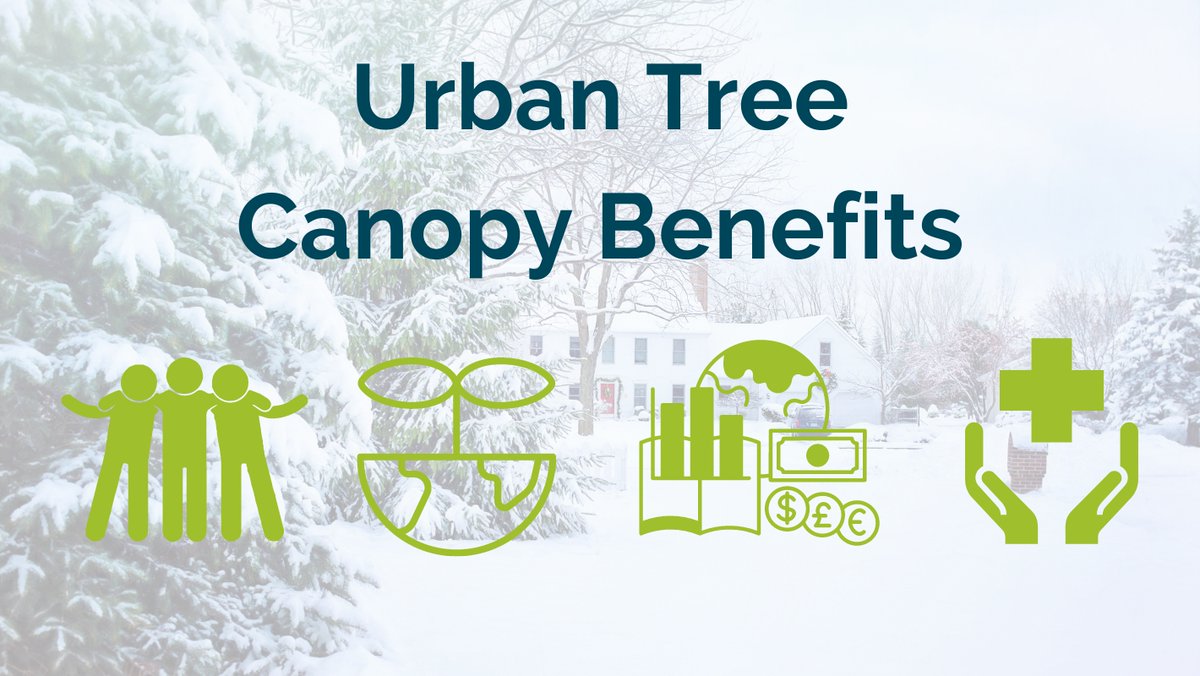 canopybloomington.org/urban-tree-ben…
Urban forests provide so many benefits! Help us further our mission of cultivating a community-powered urban forest.
#CanopyBloomington #DonateATree #CareWithCanopy