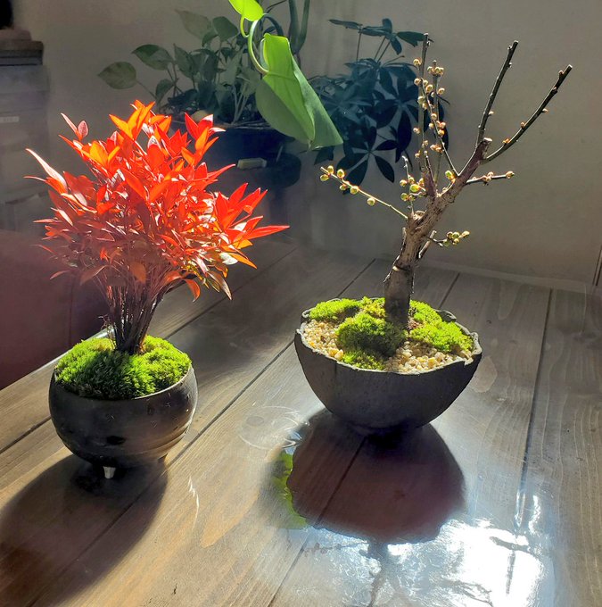 みどり屋 和草 にこぐさ