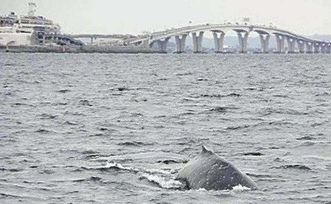 The_Japan_News's tweet image. Whale in Tokyo Bay? japannews.yomiuri.co.jp/society/genera…