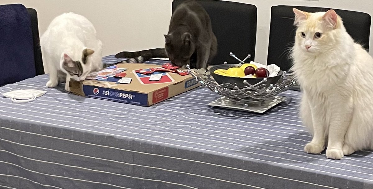 CottyChief's tweet photo. 🤦🏻♀️:Atrapados con las garras en la masa!!! Nomas fui por Raúl!!
🐱:Tranquilos, aquí está su #abogato 🐱🐾🍕👨💼 #PawTeam #CatsOfTwitter #MisClientesSonInocentes #NuncaAgarraronLaCaja #PruebasDeAdn #ChequenLasCamaras https://t.co/1FTFokcVkh