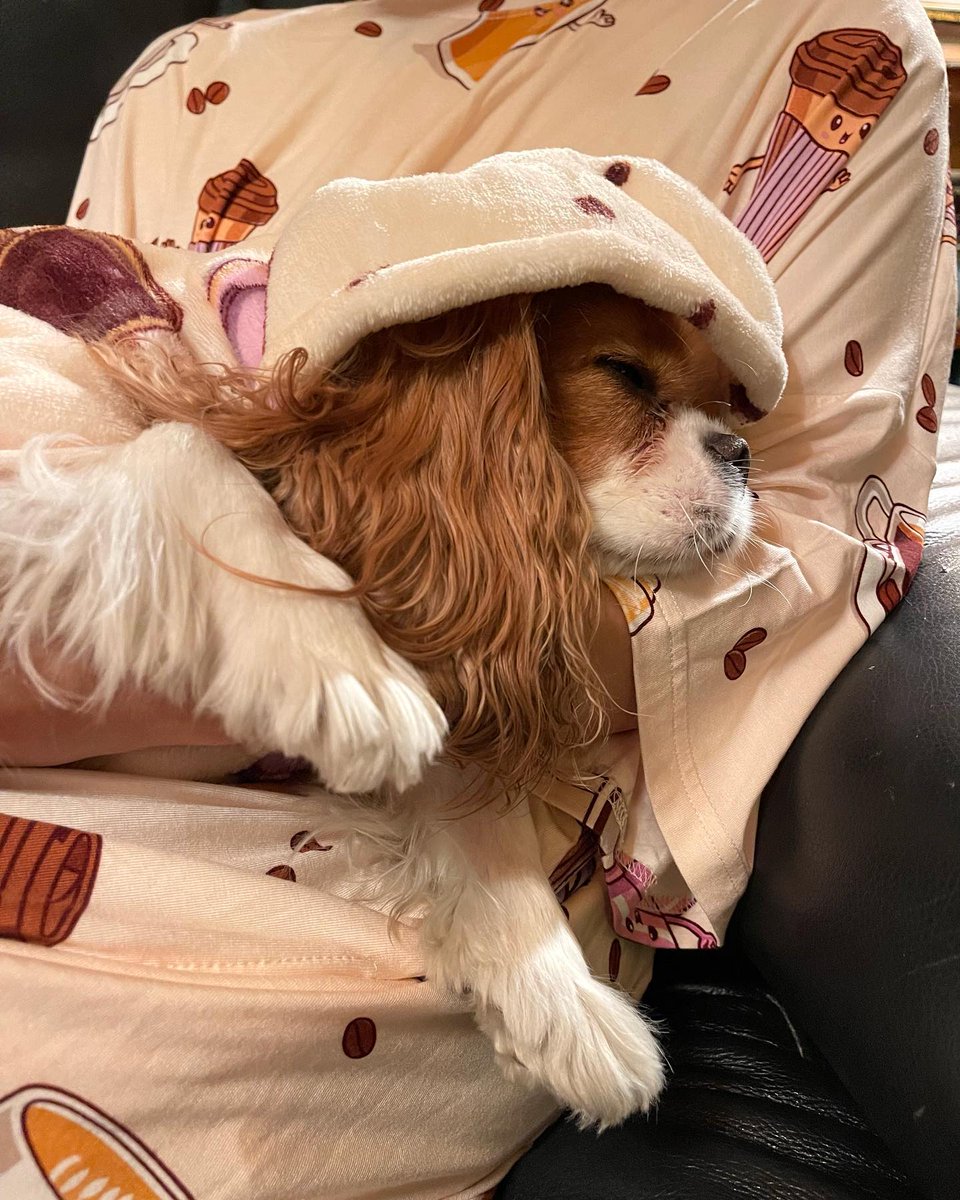 CuteDogsCity's tweet photo. When you start dressing the same #matchingpyjamas βοΈ
#cavalierkingcharlesspaniel #dogs #DogsofTwittter #cavpack #cavaliers #dogsarelove https://t.co/0jbUviYIFK