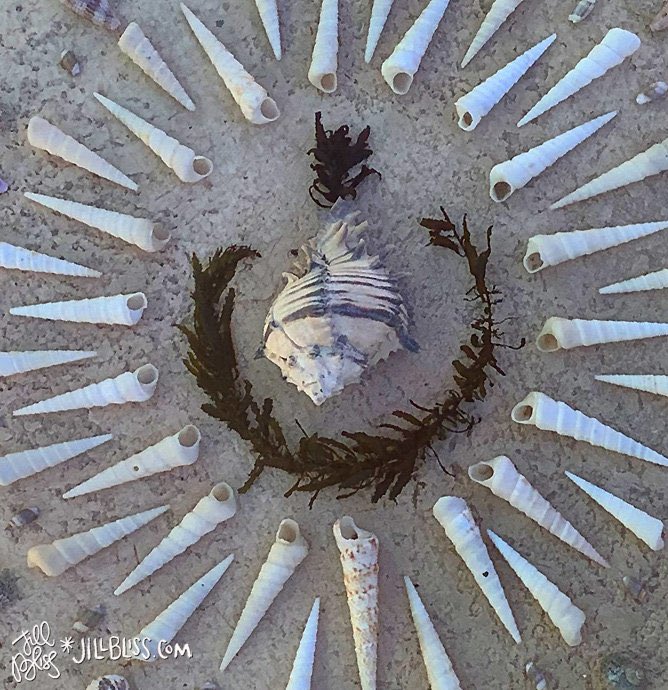 Hola desde el mar de Cortes! We’ve driven south to take a break from home/studio construction. Such a different ecosystem, and so dry in comparison! Instead of mushrooms and moss I have sand and shells to play with.