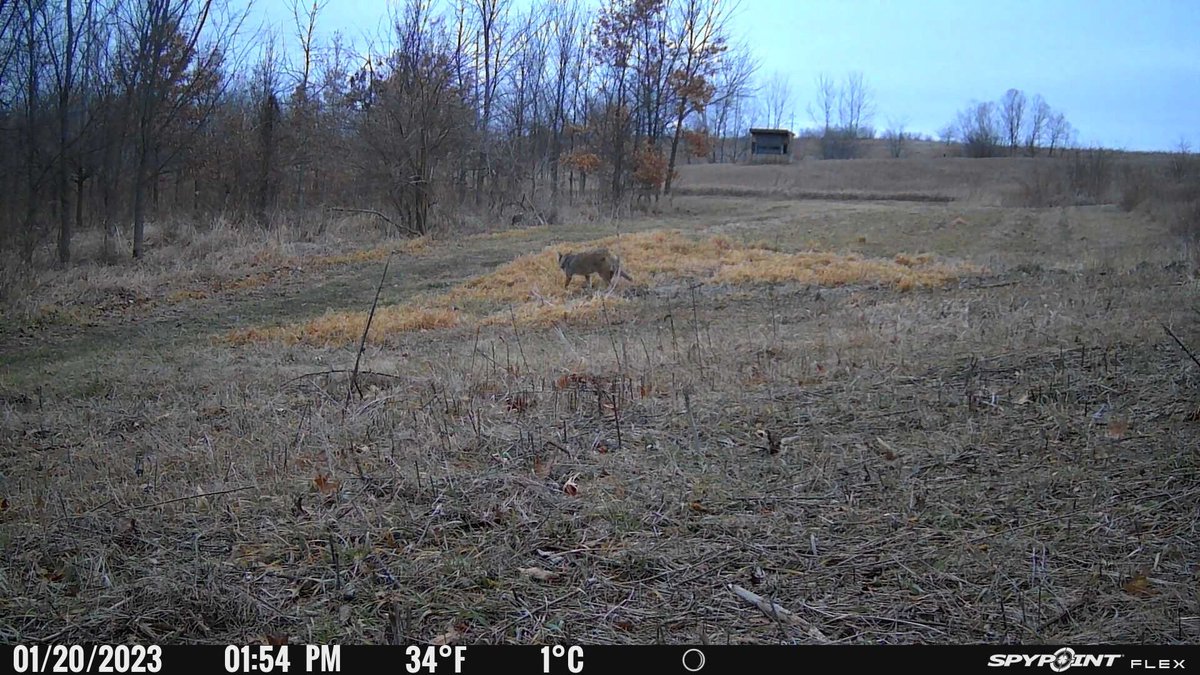 CornThicket tweet media