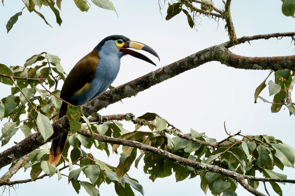 MemoGomezFoto's tweet photo. Hace poco encontré uno de los más maravillosos tucanes que existen en un lugar único de Colombia, nunca antes había visto esta especie aunque si lo había escuchado, hasta que se llegó el momento, el instituto Humboldt y @UdenarDigital me invitó a visitar esta reserva que es … https://t.co/9D1eu8NQac