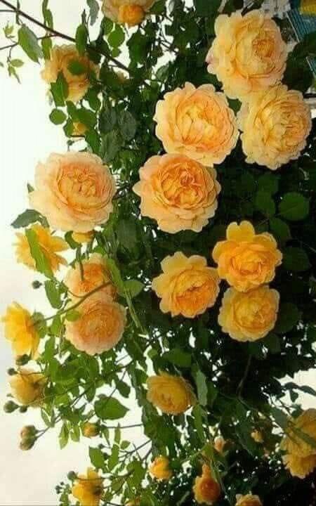 I’ll leave Twitter for good very soon.
Goodbye dearest friends and beautiful followers.