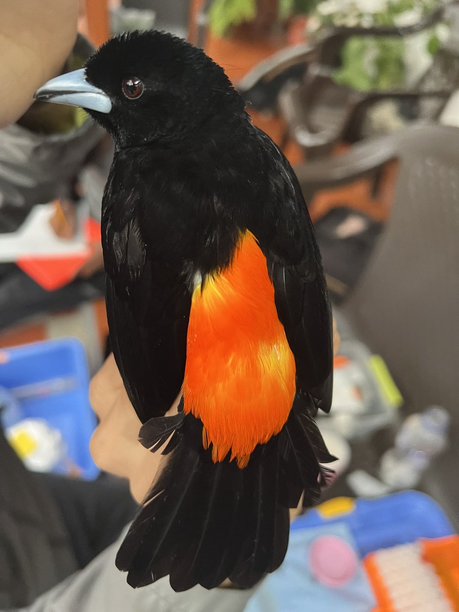 Maria Isabel Castaño tweet media