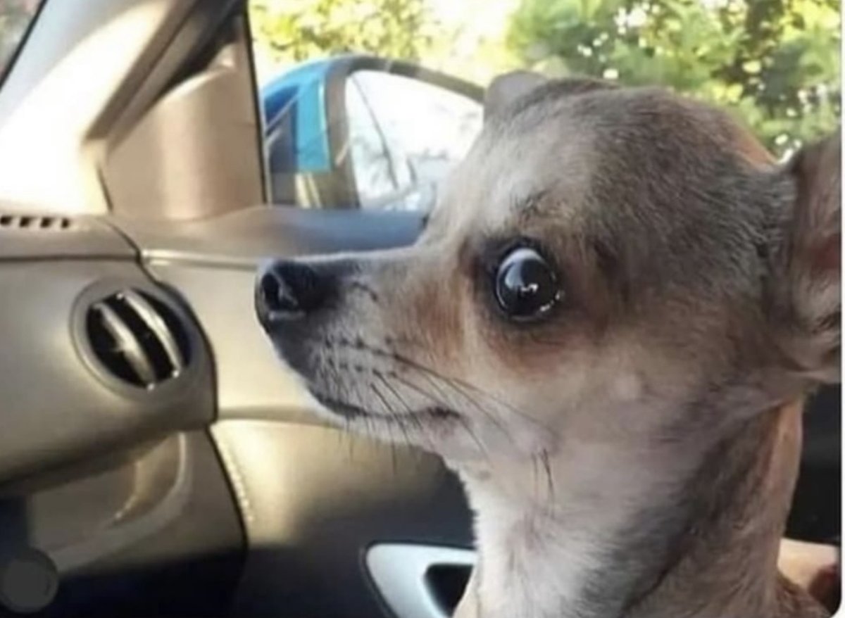 El Guarromántico tweet media