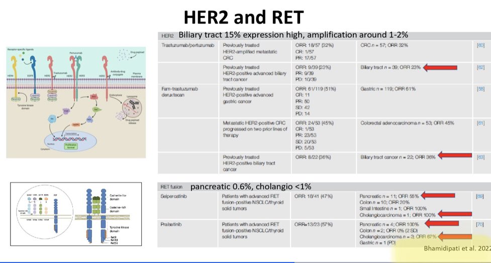 #GI23 Shout out to @MDAndersonNews fellow Deepak Bhamidipati on this incredible review with @VivekSubbiah on tissue agnostic approvals for GI cancers cell.com/trends/cancer/…