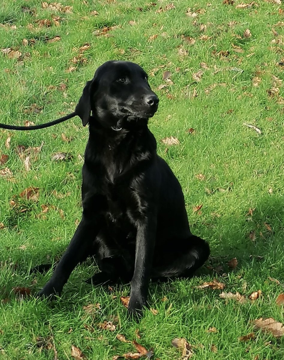 William + Harry: 9-month old Lab brothers (poss x pointer?) alone in a garden for a month as owner gone to jail for 11 yrs; sister going in to feed but neighbours shouting at the dogs for barking, threatening to harm them. Two of the 19 dogs we've been asked to take this week.