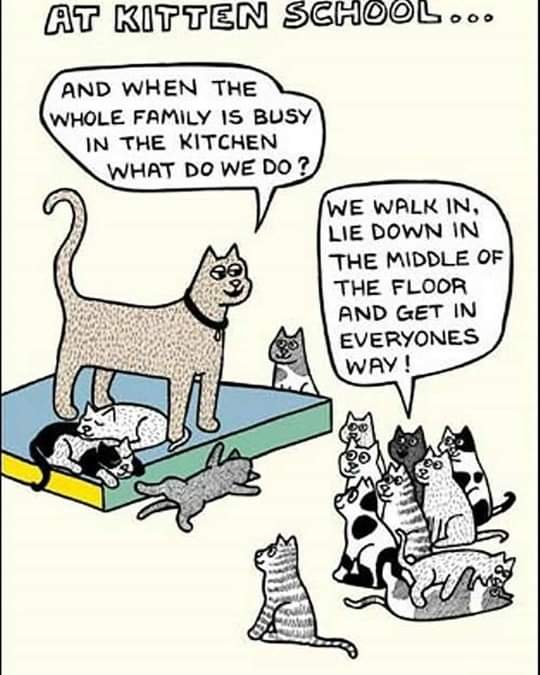 korgthecat's tweet image. Korg definitely paid attention this day at kitten school