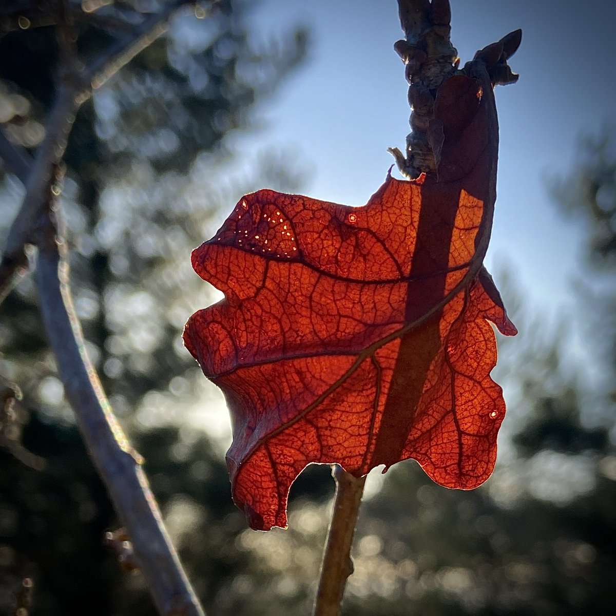 bernoid's tweet photo. Leaf relief #LeafRelief #oak https://t.co/mEFYmcSGmj