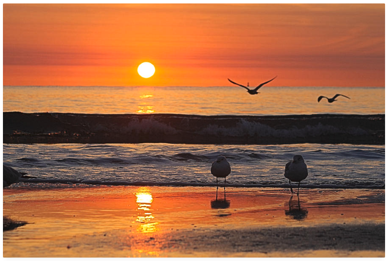 robertjbanach's tweet photo. Check out my photograph... https://t.co/CpJH7bK832 
#sunrise #beach #birds #ocean https://t.co/Vd1N43hIuP